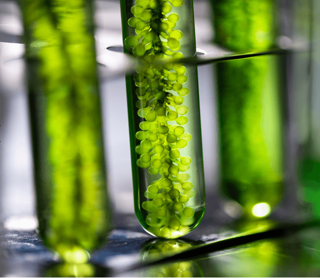 Prebiotics-rich Chlorella