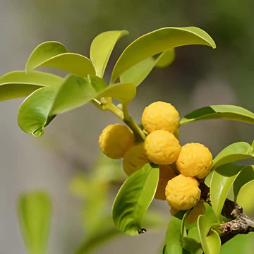 Cockspur Thorn