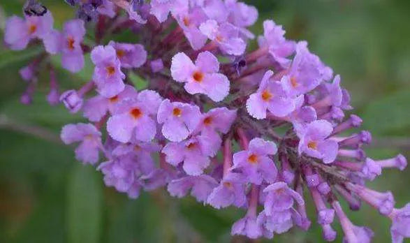 Summer Lilac