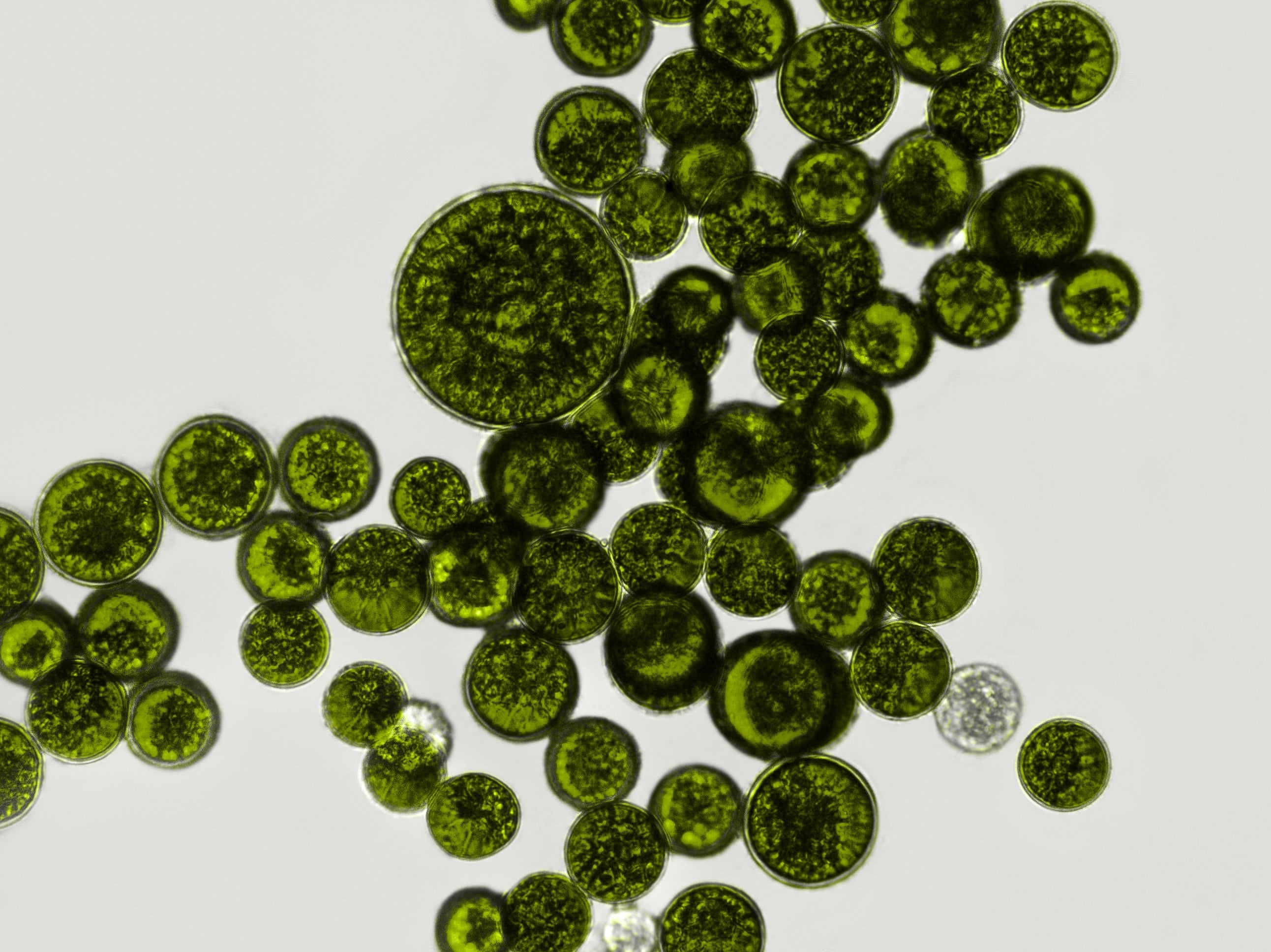 Ferment Lysate
