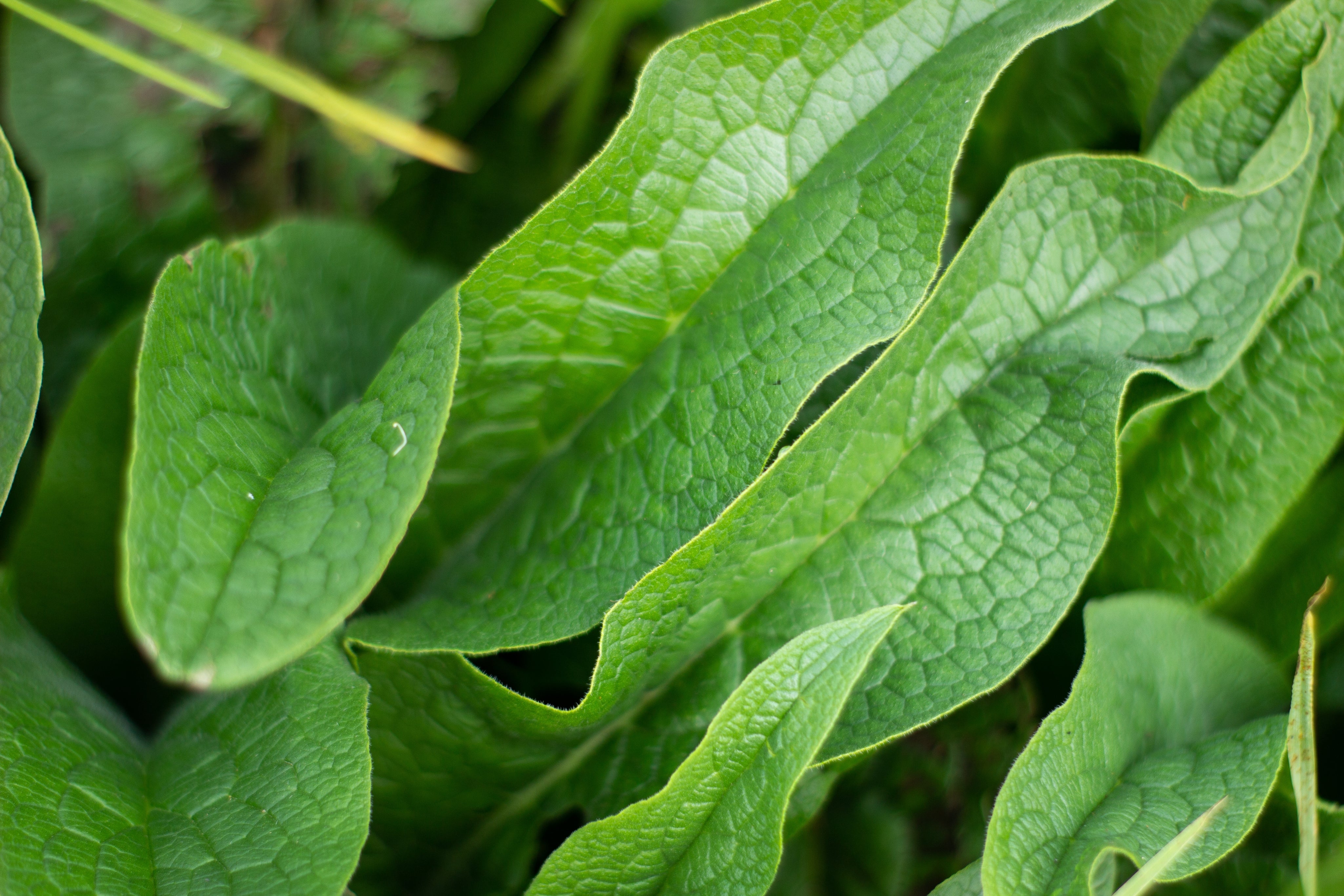 Organic Comfrey Leaf Extract