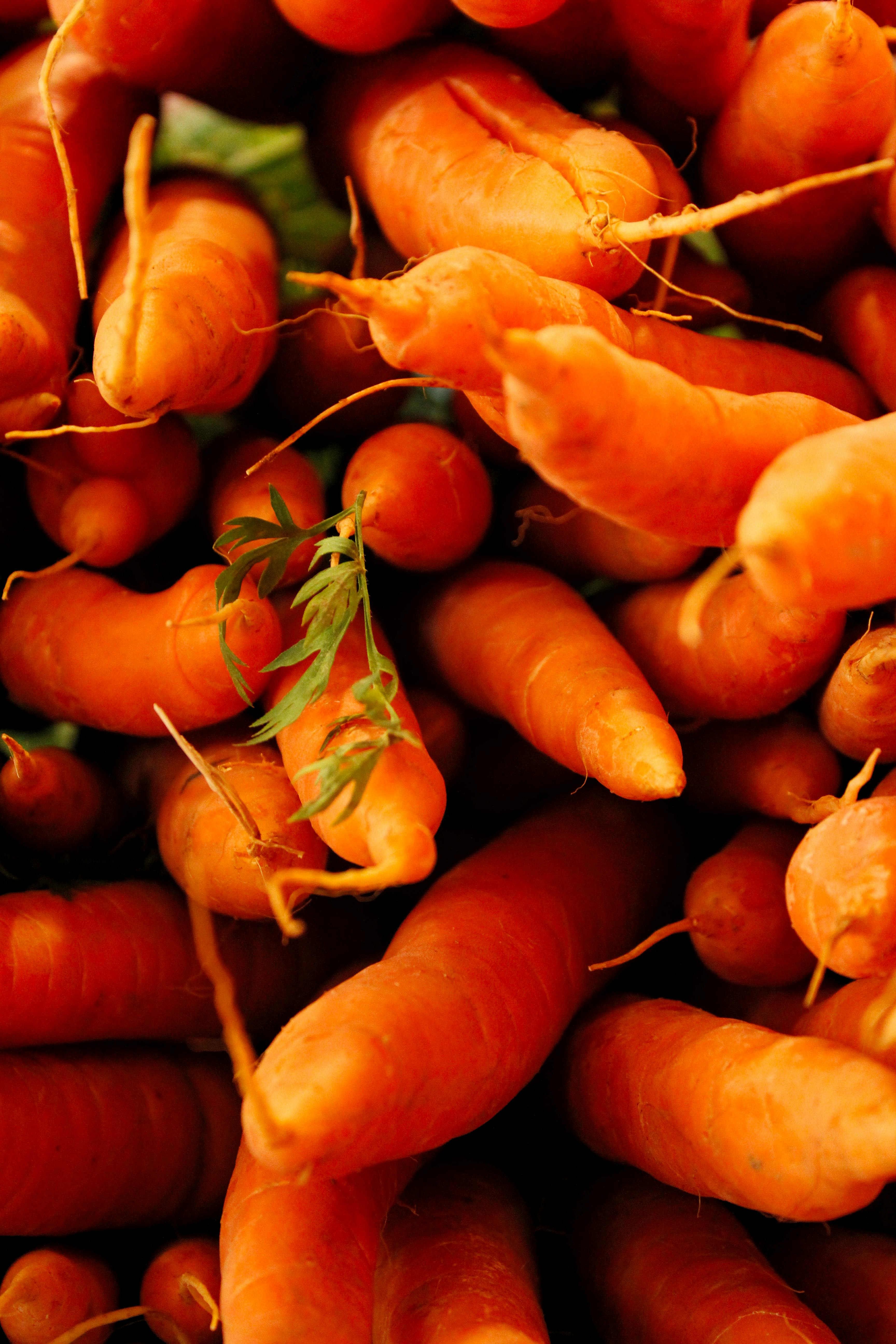 Organic Carrot Extracts