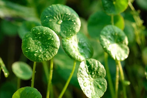 Organic Gotu Kola