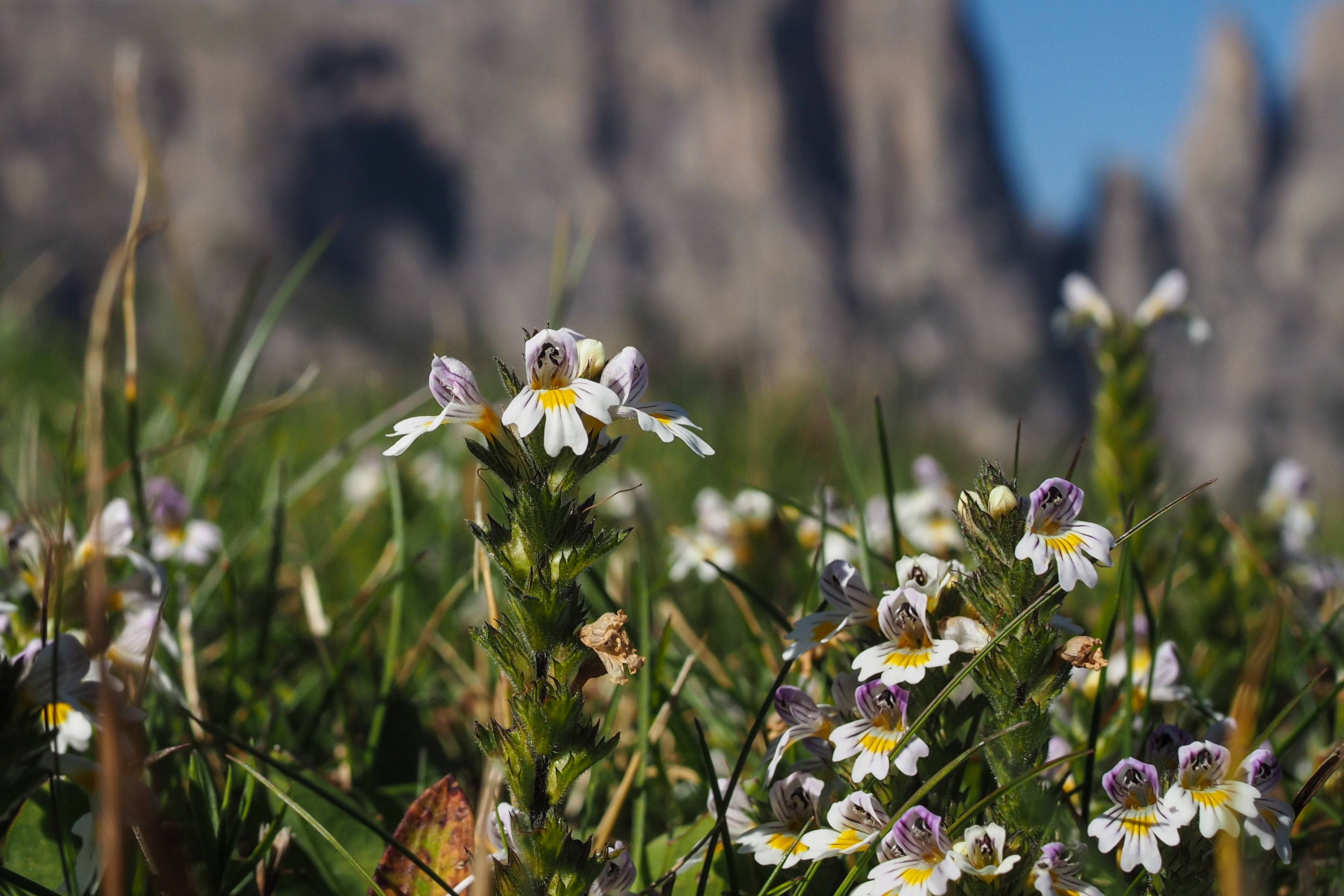 Eyebright)