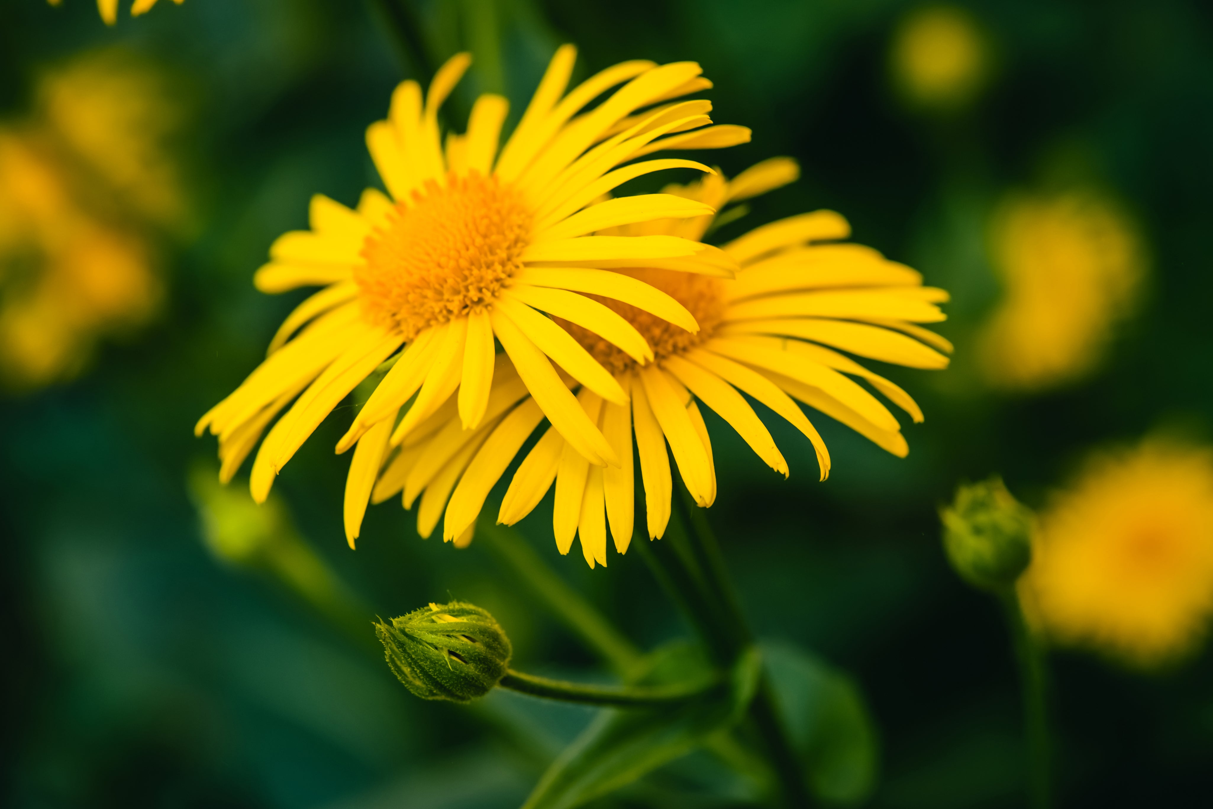 Organic Arnica Montana Flower