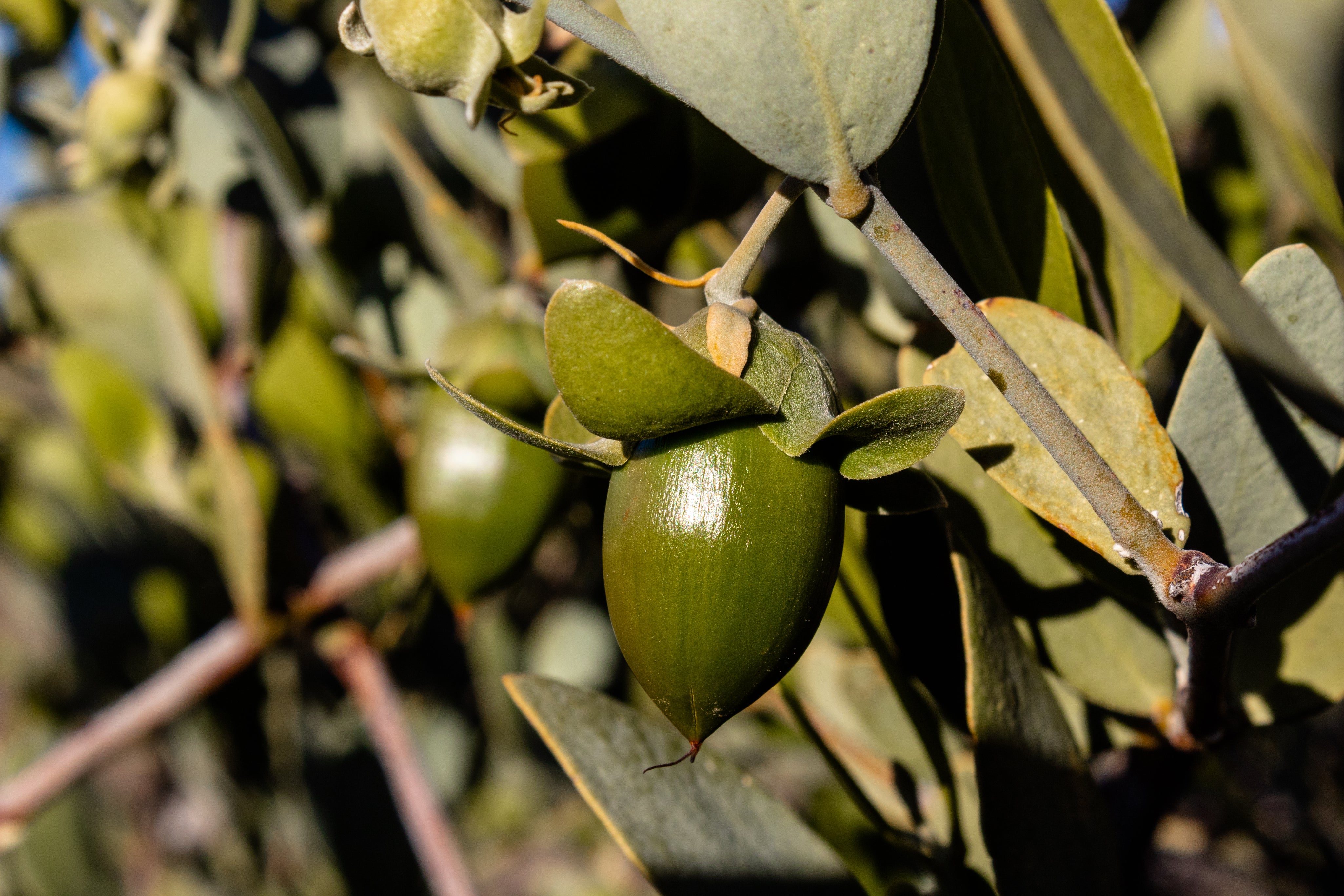 Organic Jojoba Oil