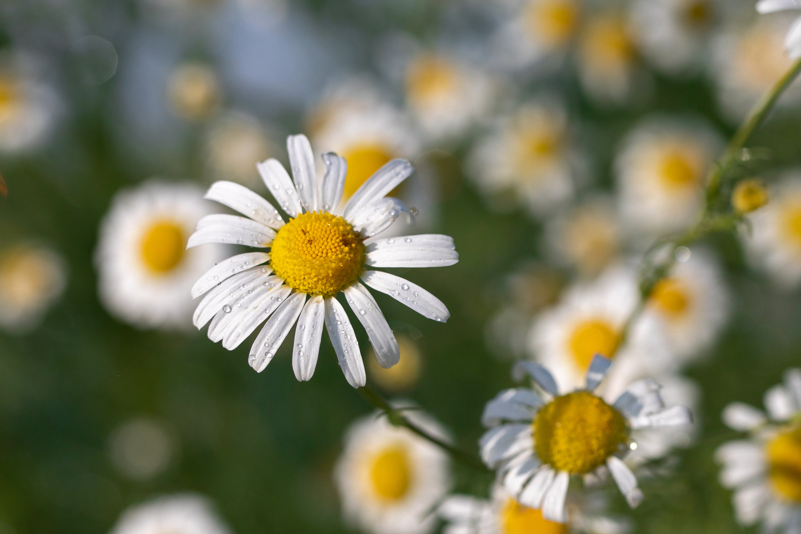 Organic German Chamomile Water