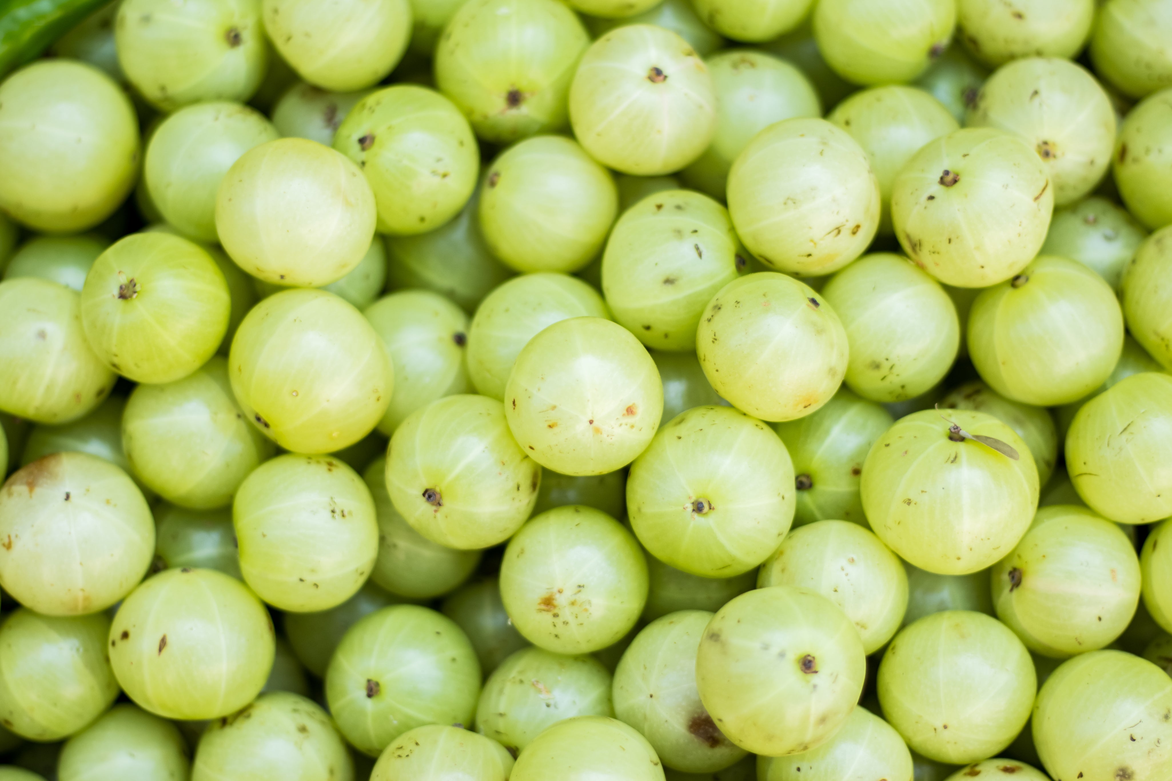 Indian Gooseberry