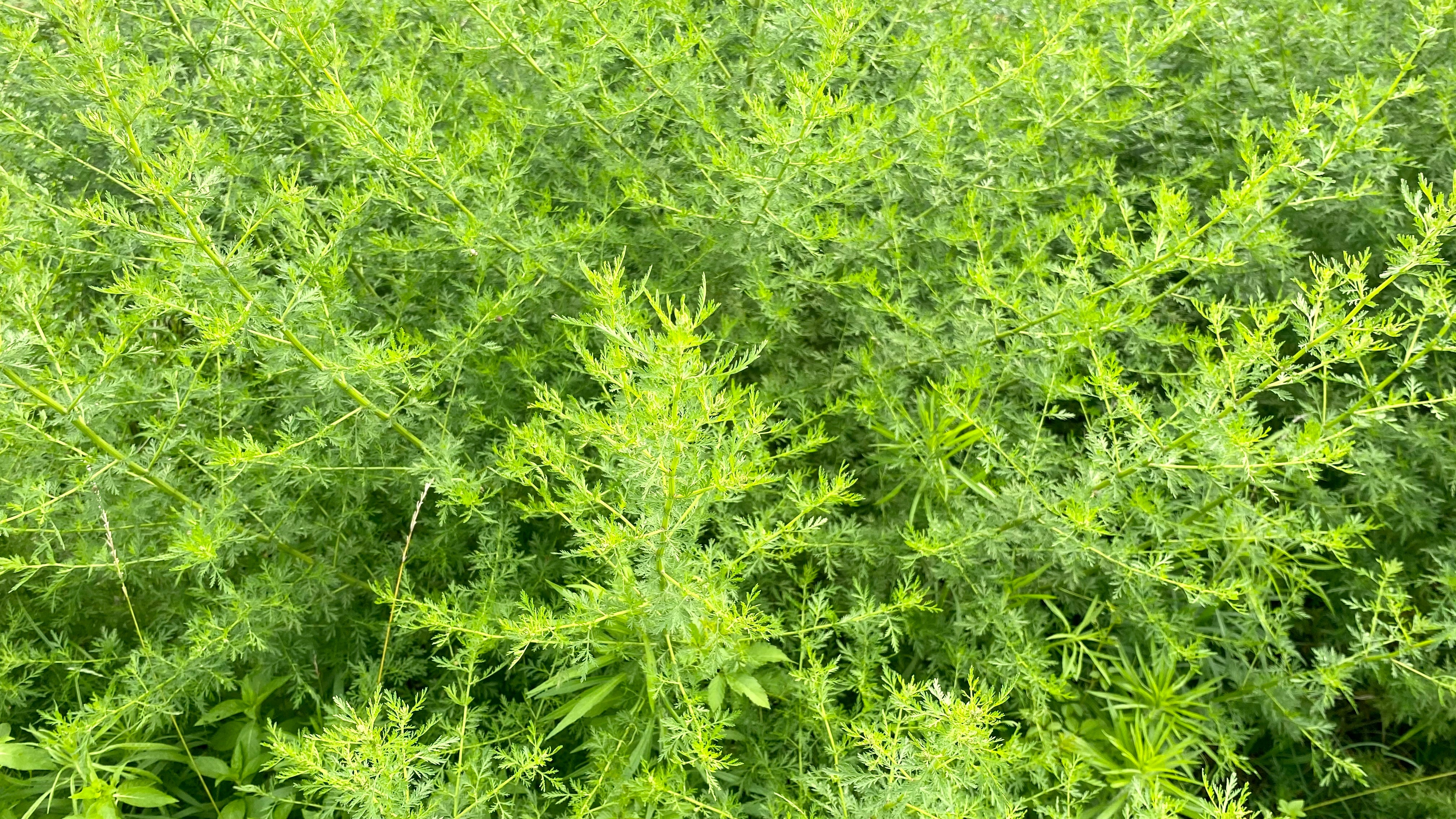 Organic Sweet Wormwood