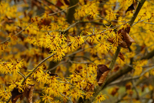 Organic Witch Hazel Extract