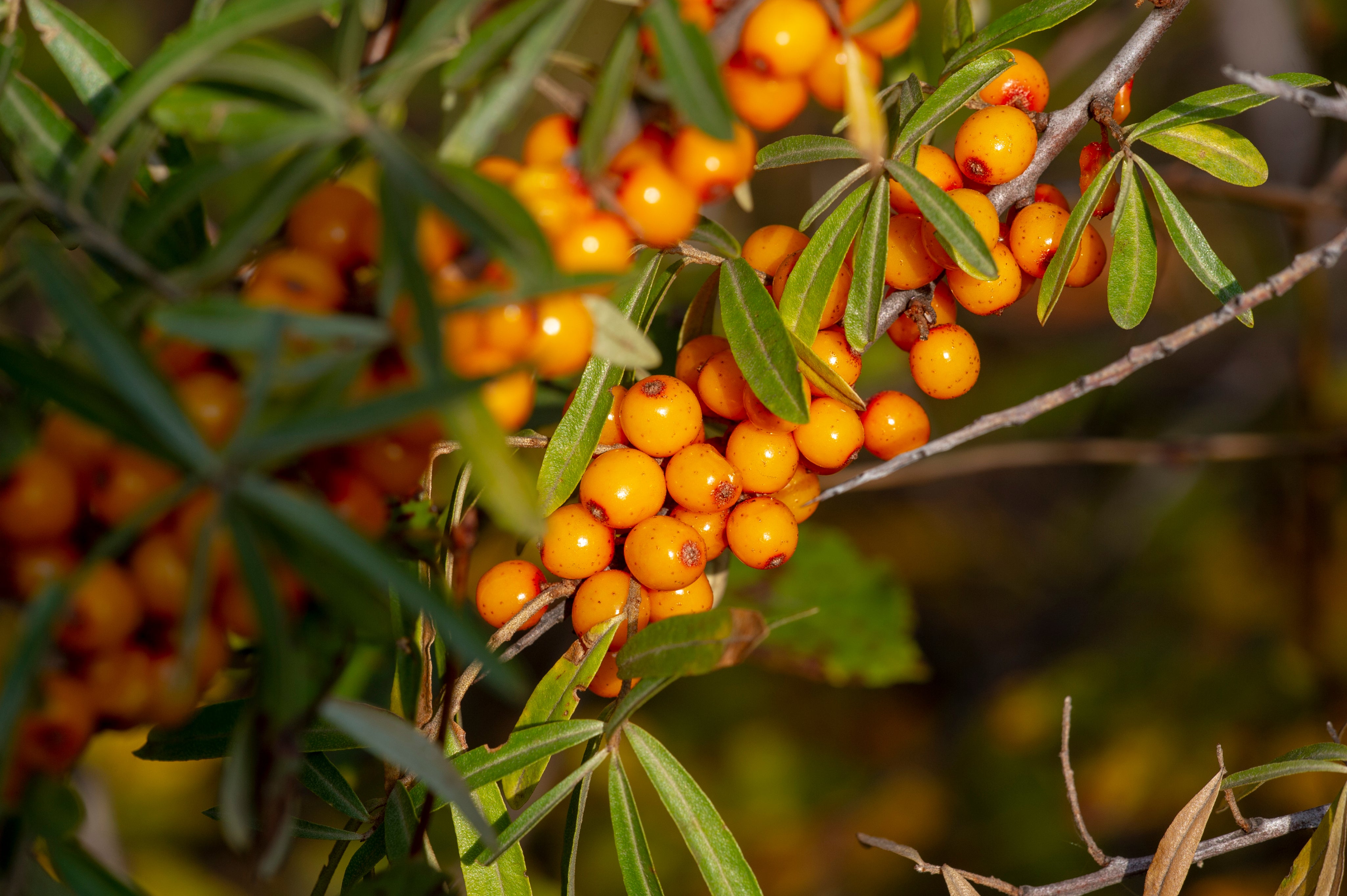 SeaBuckthorn