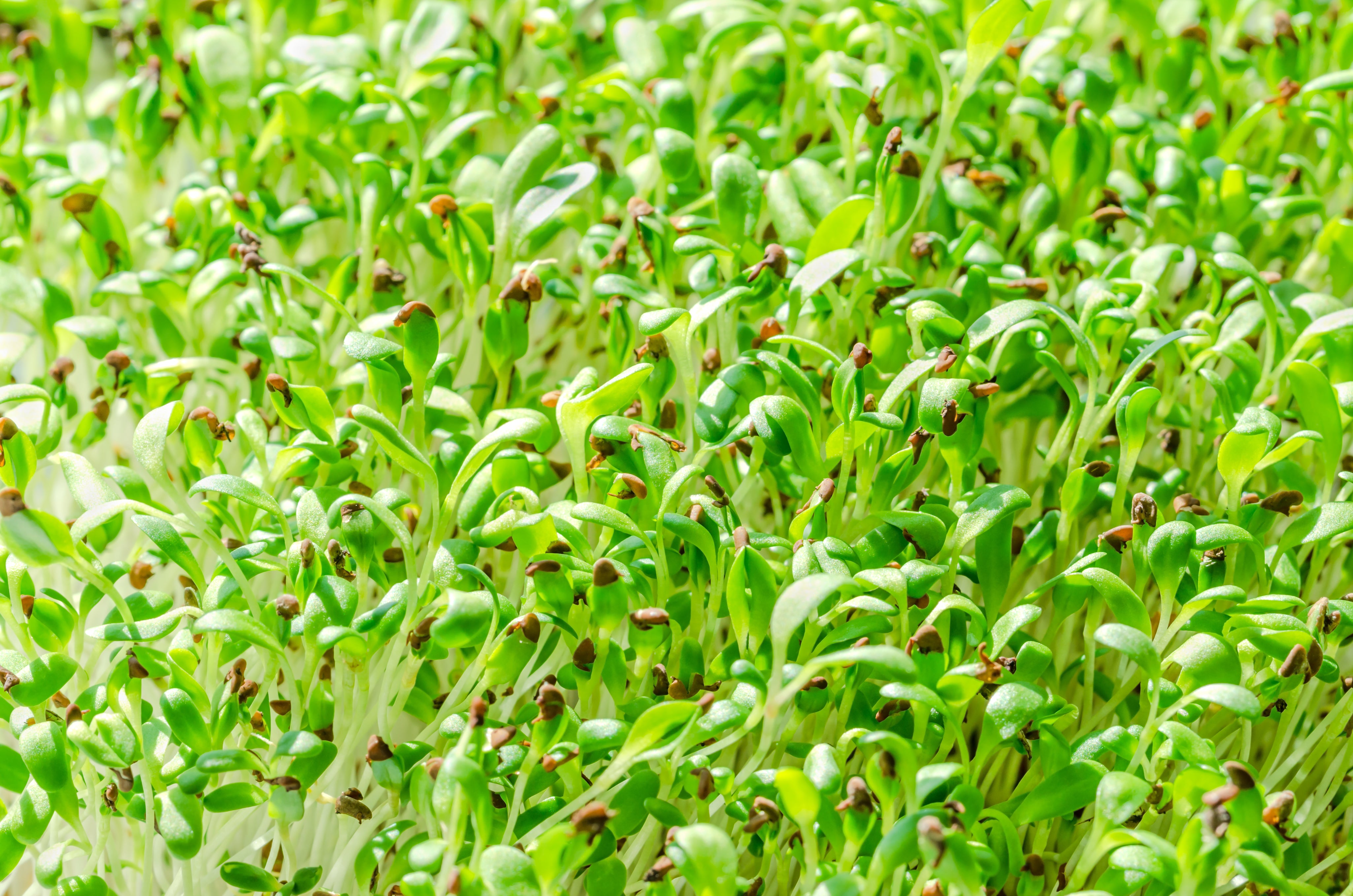 Organic Alfalfa