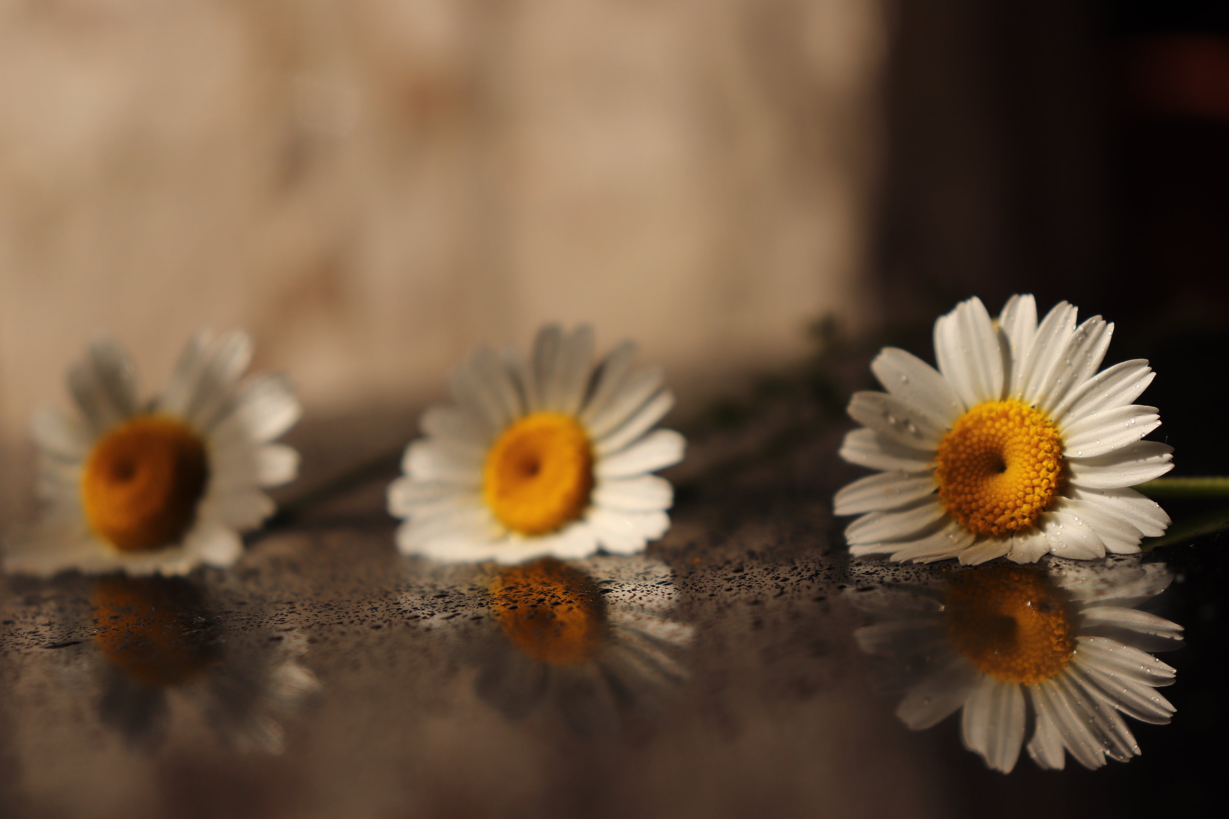 Organic German Chamomile Water