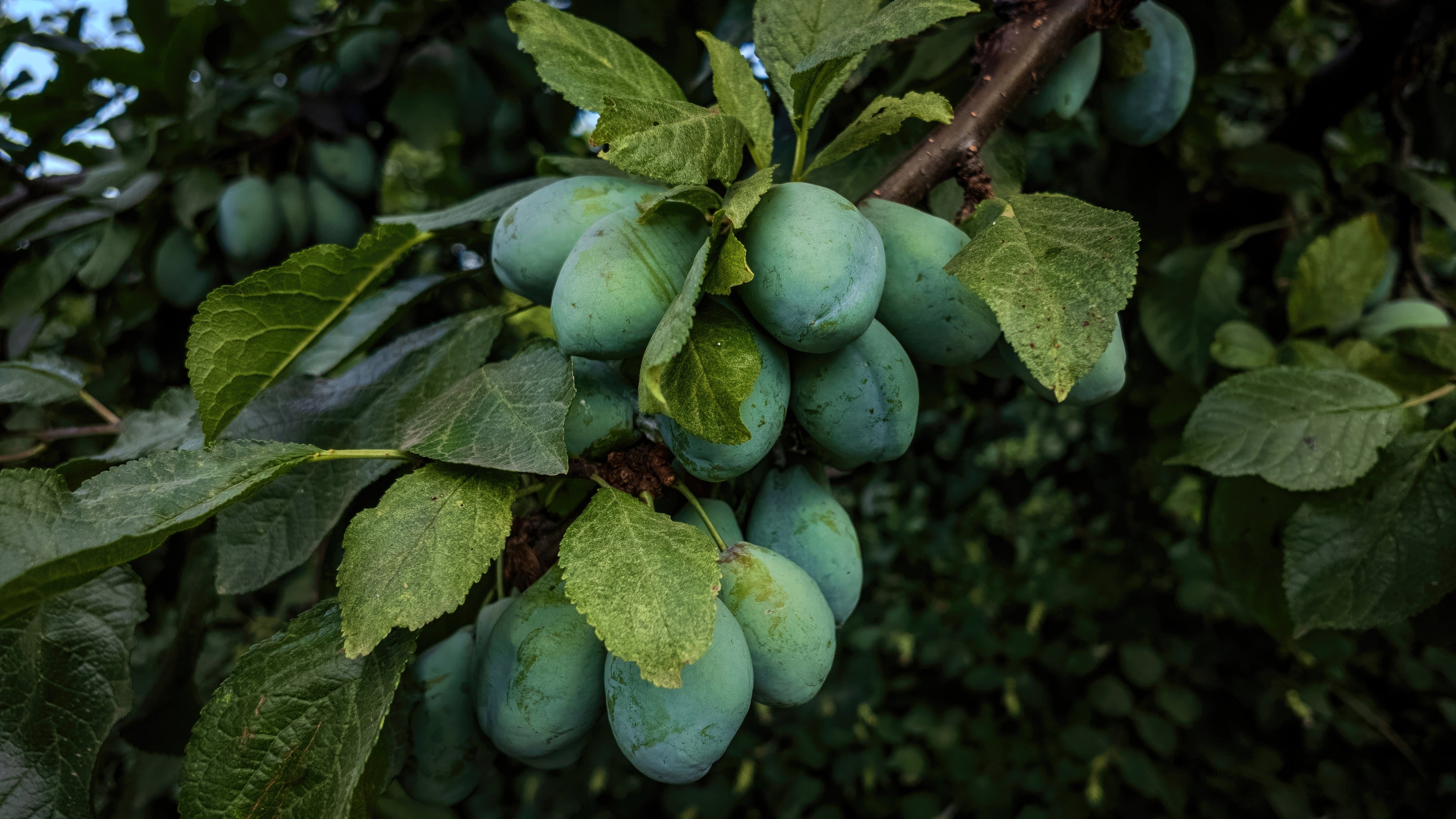 Organic Kakadu Plum