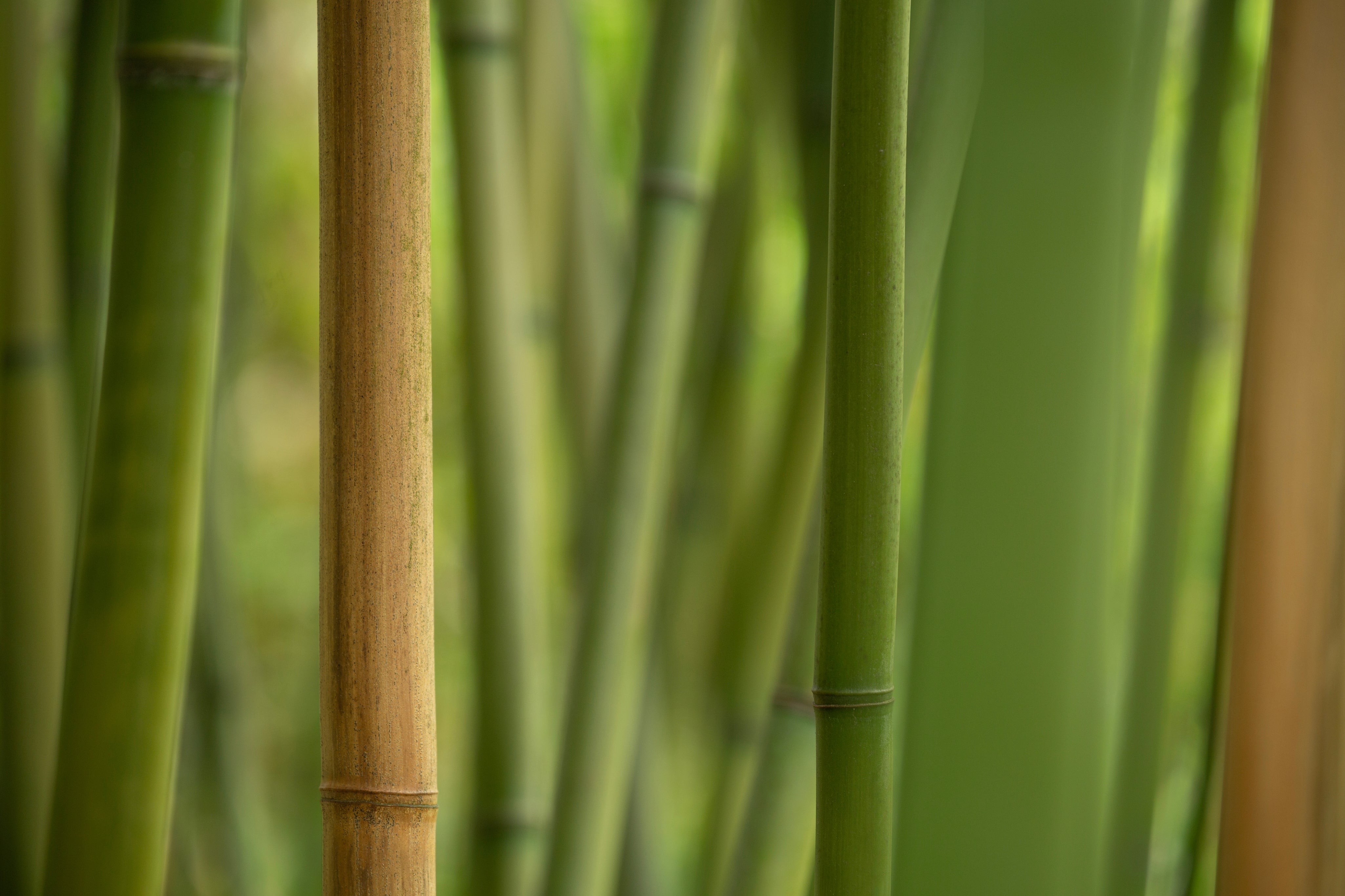 Bamboo Extract