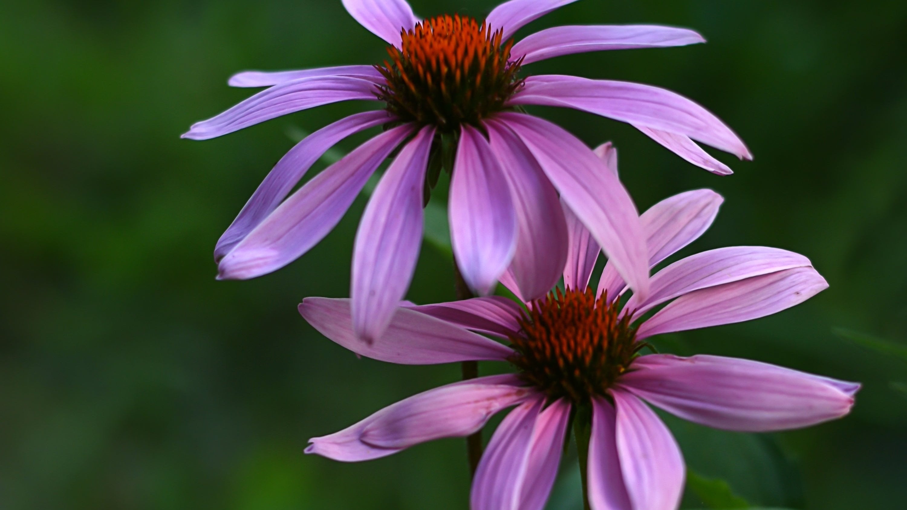 Organic Purple Coneflower Extract