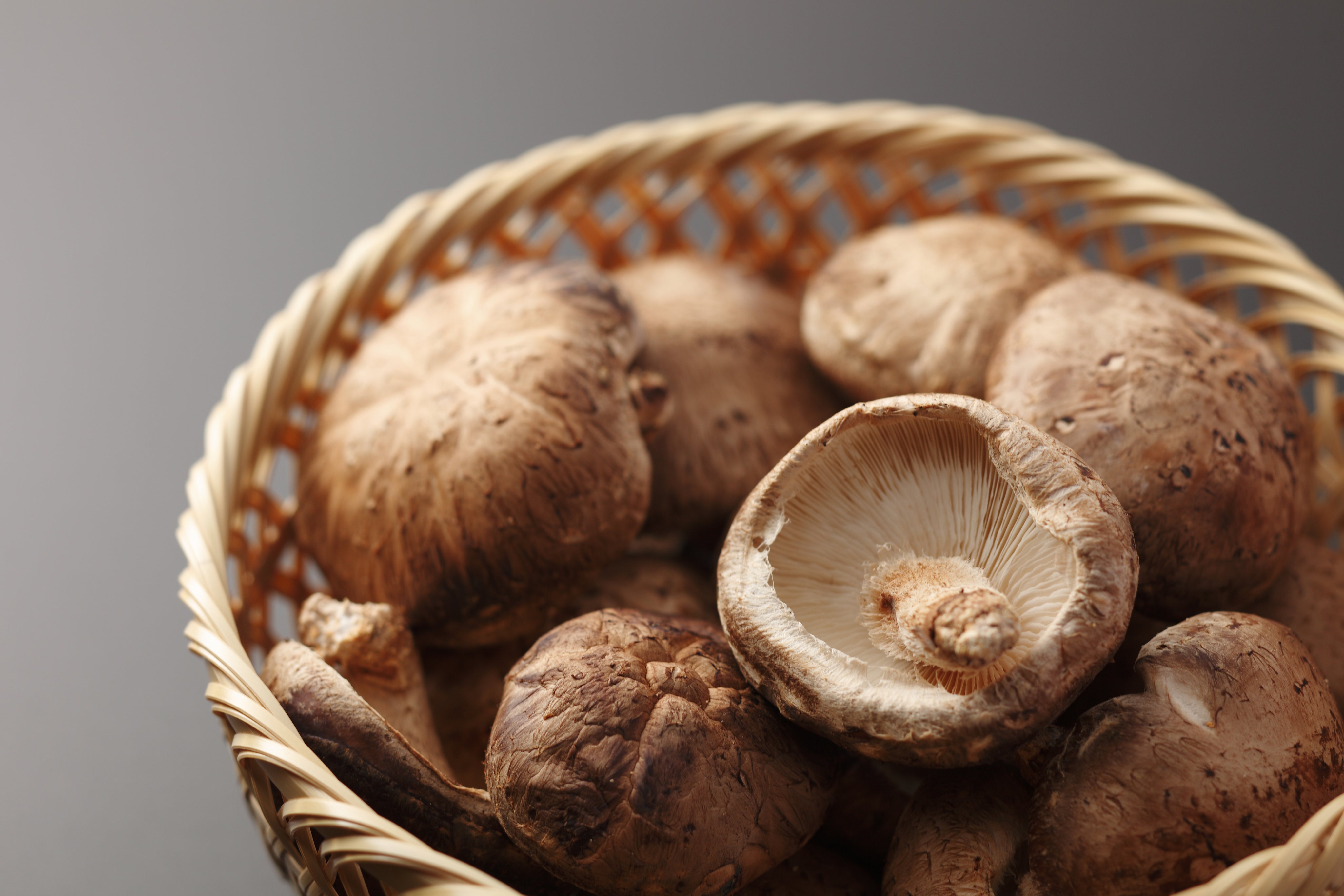 Shiitake mushroom