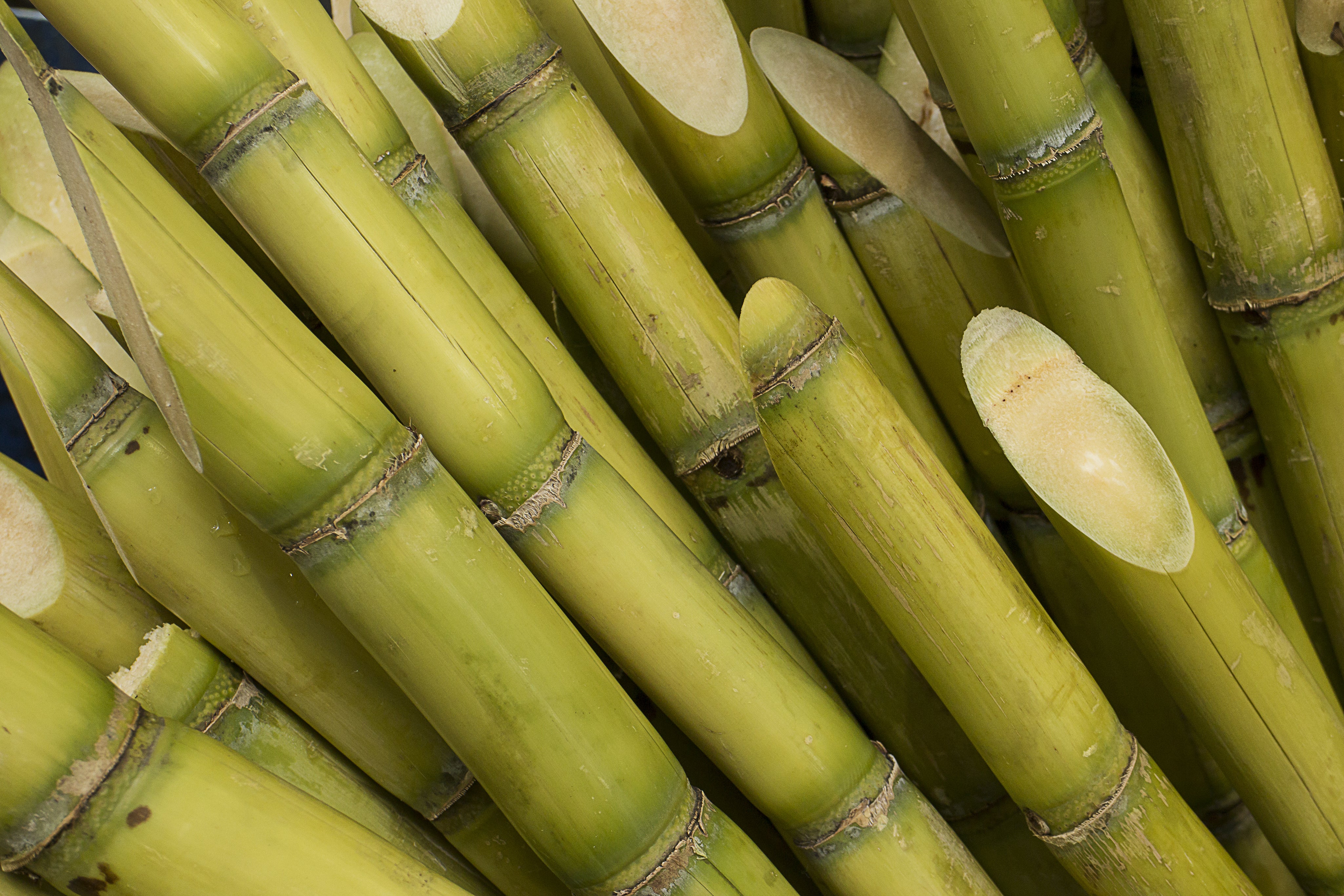 Sugar Cane Extracts